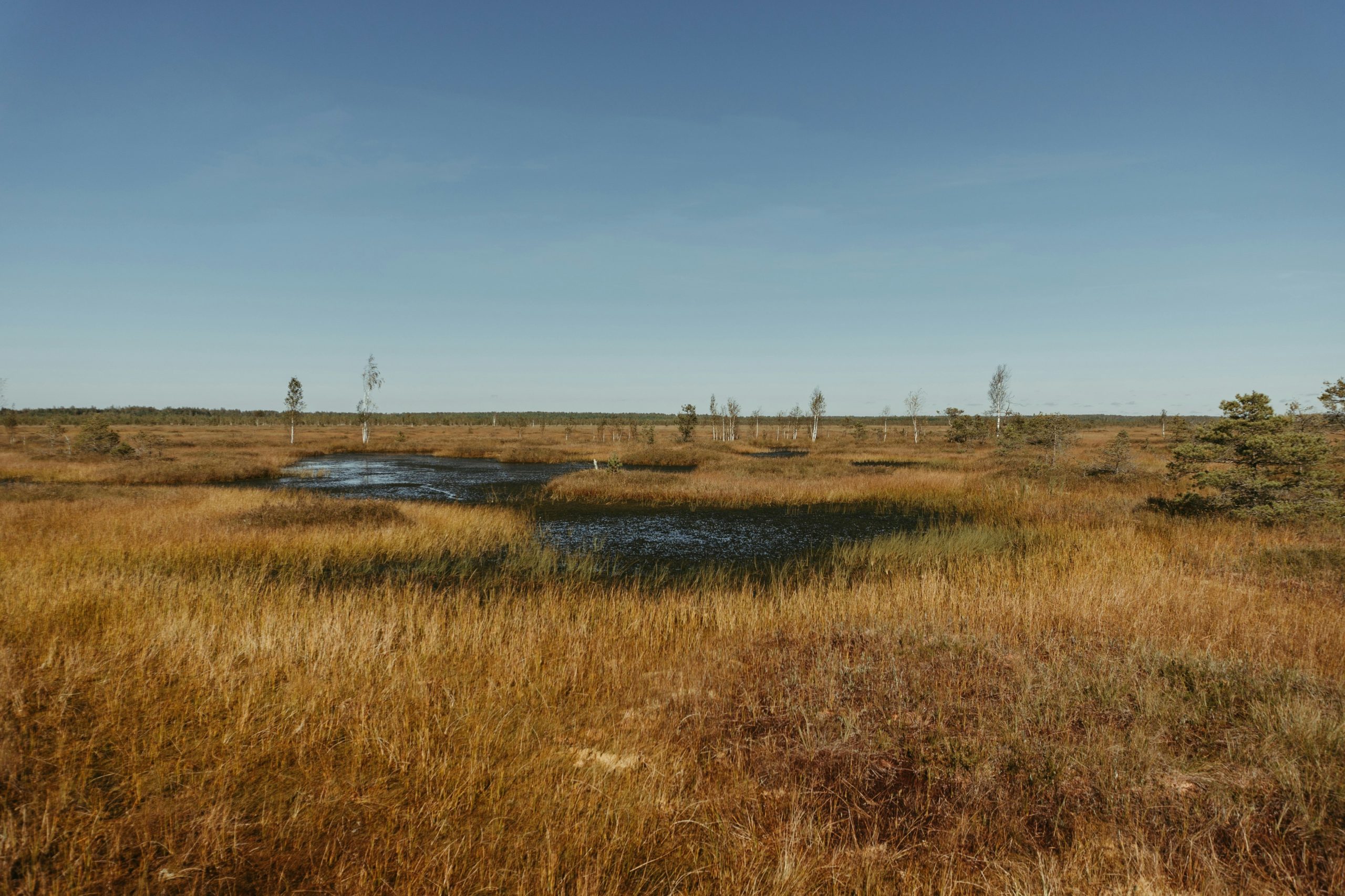 Moor